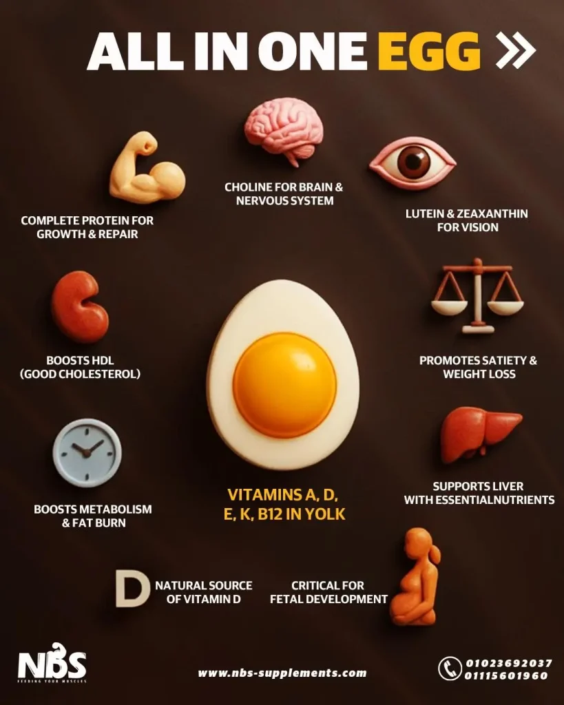 The All-in-One Powerhouse: Why the Egg is the Ultimate Superfood